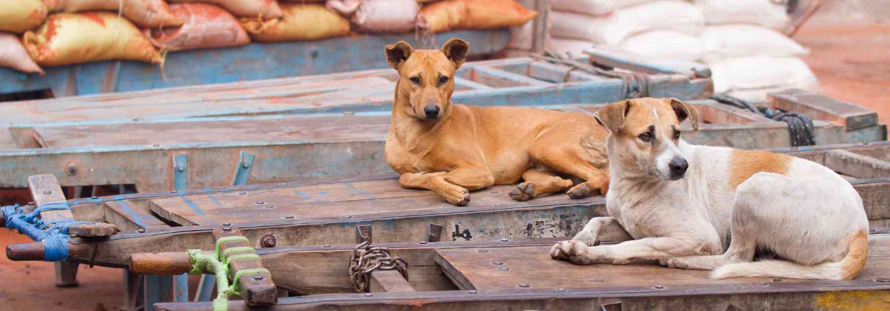 Consider getting your rabies vaccine in London