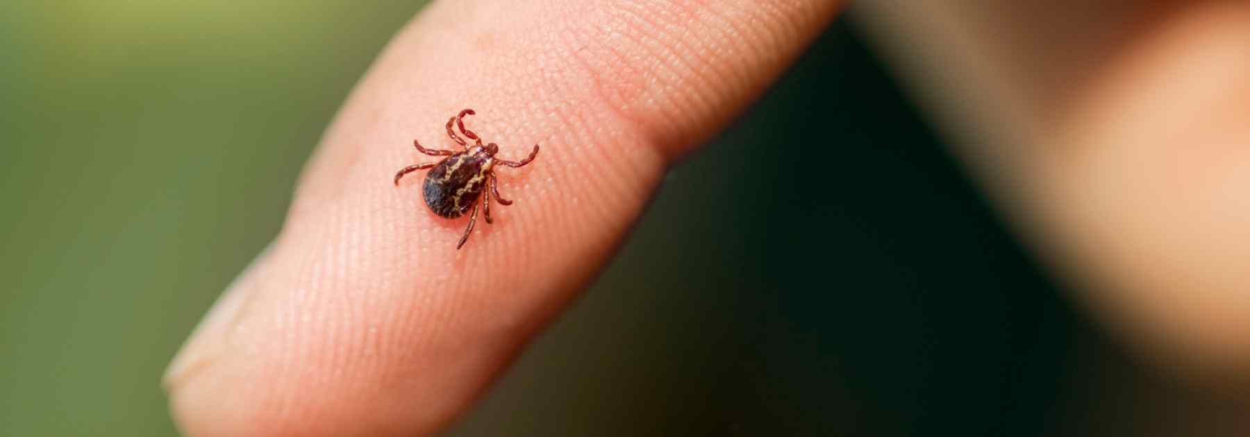 Protect yourself with the tick-borne encephalitis vaccine